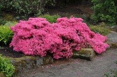 Rhododendron obtusum