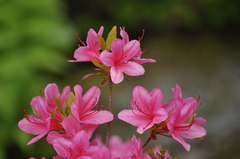 Rhododendron obtusum