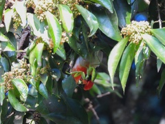 Anaplectes rubriceps