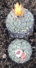 Coryphantha compacta