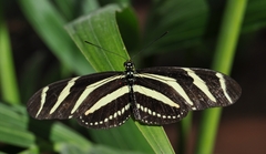 Heliconius charithonia