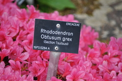 Rhododendron obtusum