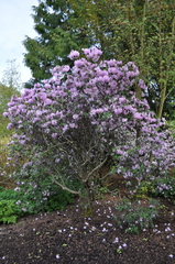 Rhododendron oreotrephes