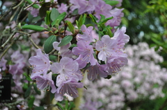 Rhododendron oreotrephes