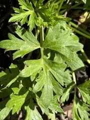 Ranunculus californicus