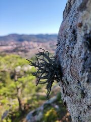 Lethariella intricata