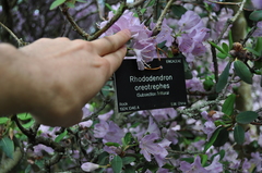 Rhododendron oreotrephes
