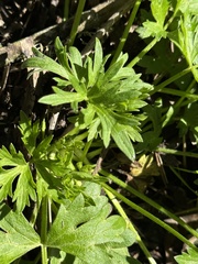 Ranunculus californicus