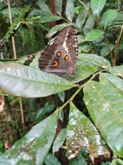 Dasyophthalma creusa