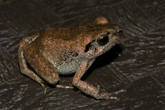 Arthroleptis poecilonotus