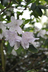 Rhododendron oreotrephes