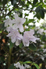 Rhododendron oreotrephes