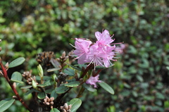 Rhododendron racemosum