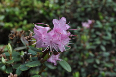 Rhododendron racemosum