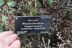 Rhododendron racemosum