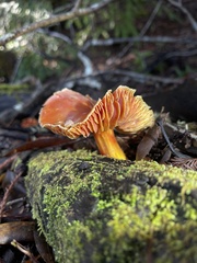 Hygrocybe laetissima