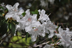 Rhododendron rigidum