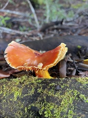 Hygrocybe laetissima