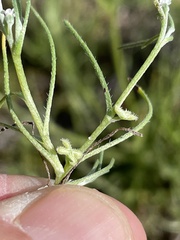 Pectocarya linearis ferocula
