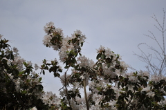 Rhododendron rigidum