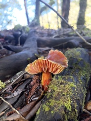 Hygrocybe laetissima