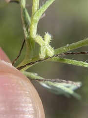 Pectocarya linearis ferocula