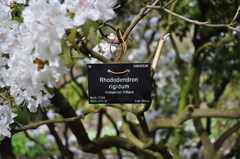 Rhododendron rigidum