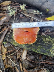 Hygrocybe laetissima