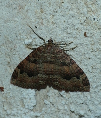 Triphosa dubitata
