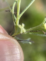 Pectocarya linearis ferocula