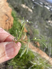 Pectocarya linearis ferocula