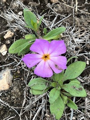 Phlox roemeriana