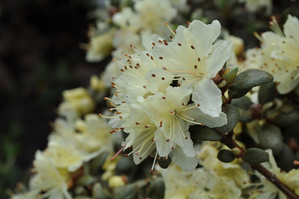 Rhododendron rupicola (Rhododendron rupicola)