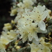 Rhododendron rupicola muliense - Photo (c) Lokal_Profil,  זכויות יוצרים חלקיות (CC BY), הועלה על ידי Lokal_Profil