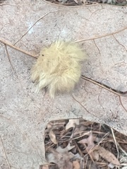 Callirhytis infuscata
