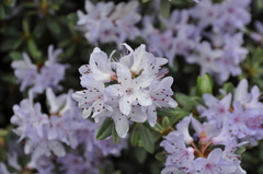 Rhododendron saluenense