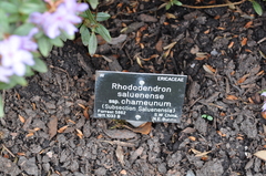 Rhododendron saluenense