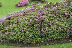 Rhododendron saluenense