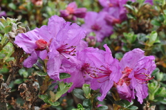 Rhododendron saluenense