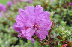 Rhododendron saluenense