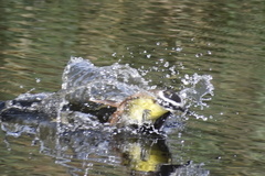 Pitangus sulphuratus