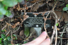 Rhododendron saluenense