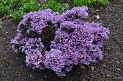 Rhododendron saluenense