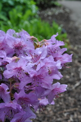 Rhododendron saluenense