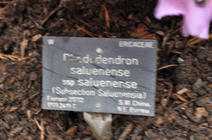 Rhododendron saluenense