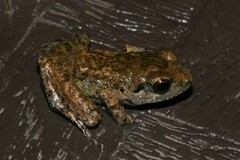 Arthroleptis poecilonotus