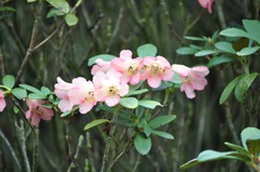 Rhododendron sanguineum
