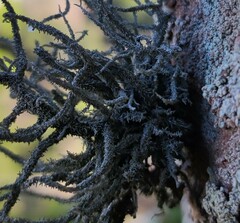 Lethariella intricata