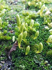 Austrolycopodium magellanicum