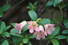 Rhododendron sanguineum